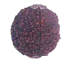 Fake IMg 2