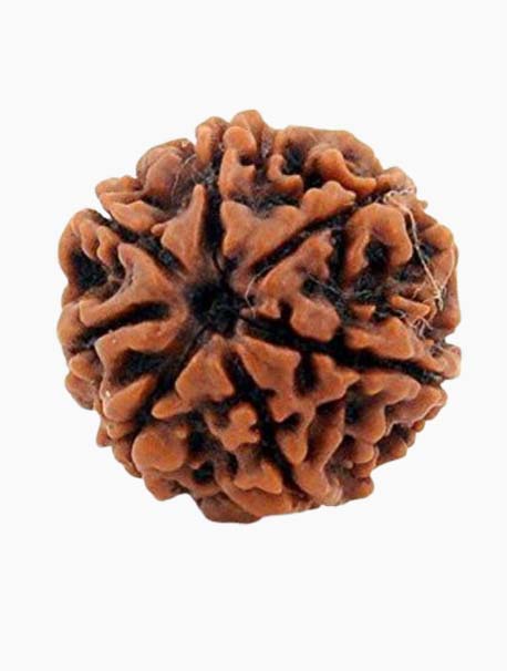 7 Mukhi