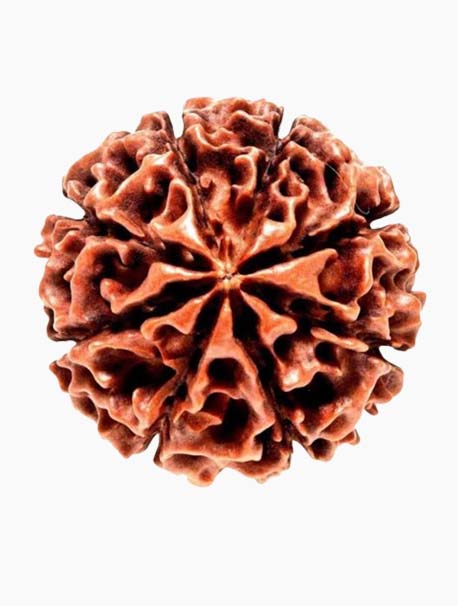 8 mukhi