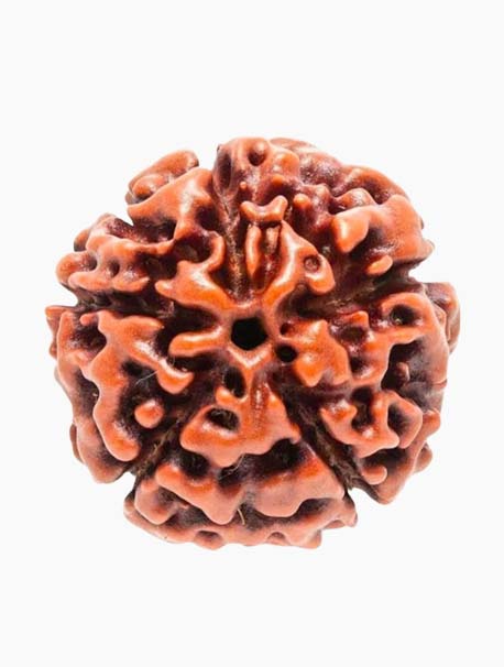 5 mukhi