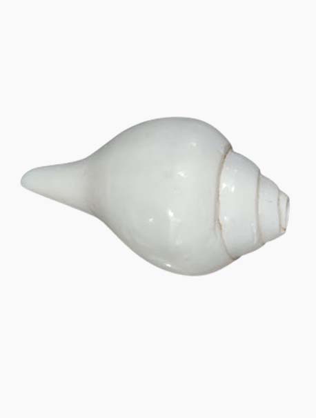Blowing Shankh 01
