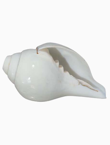 Blowing Shankh 02