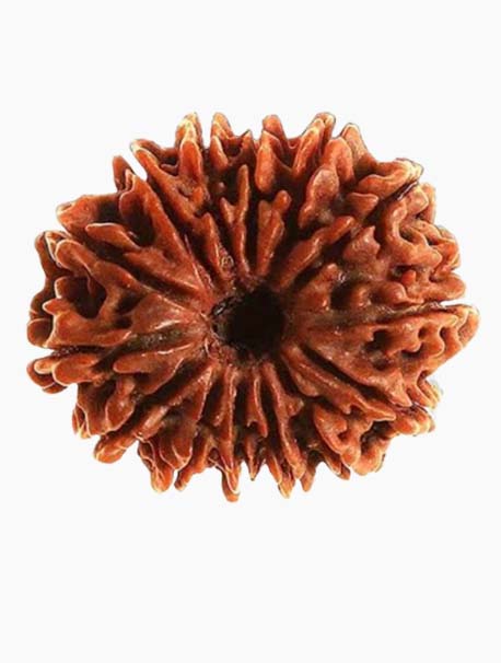 14 mukhi