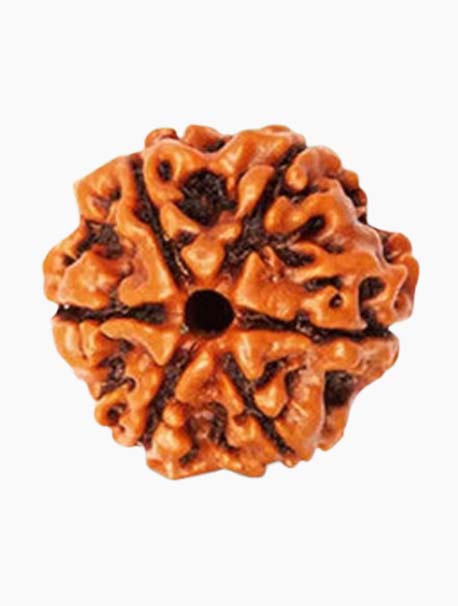 6 mukhi