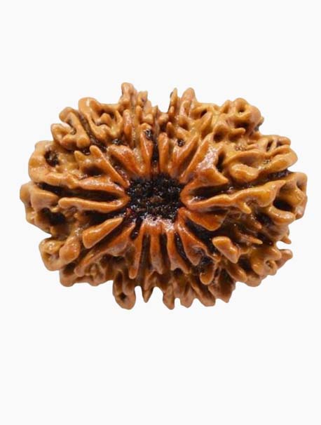 12 mukhi