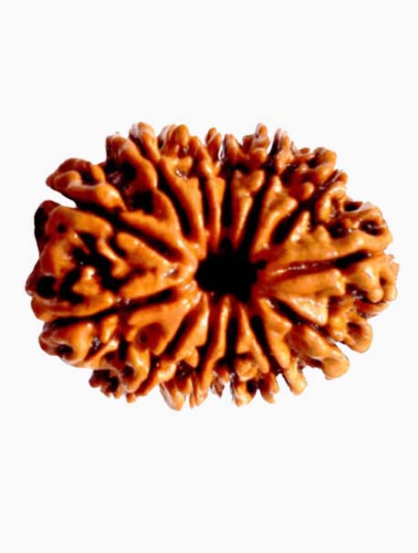 13 mukhi