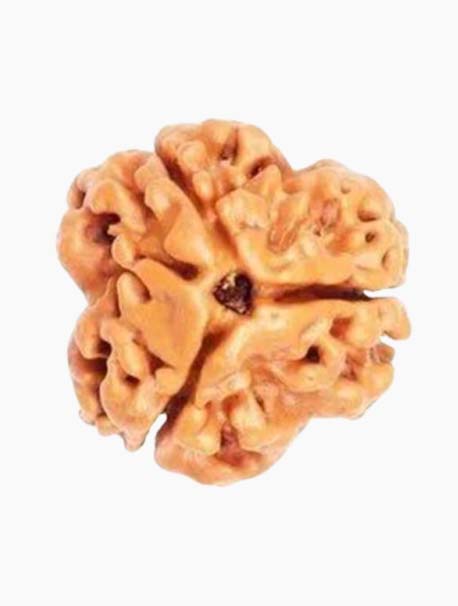 3 Mukhi